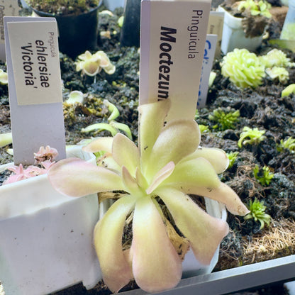 Light green succulent plant with name tags in a garden setting
