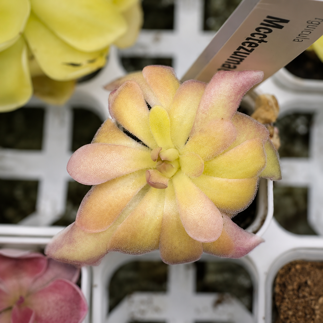 Pinguicula moctezumae x 'Sethos' (Butterwort)