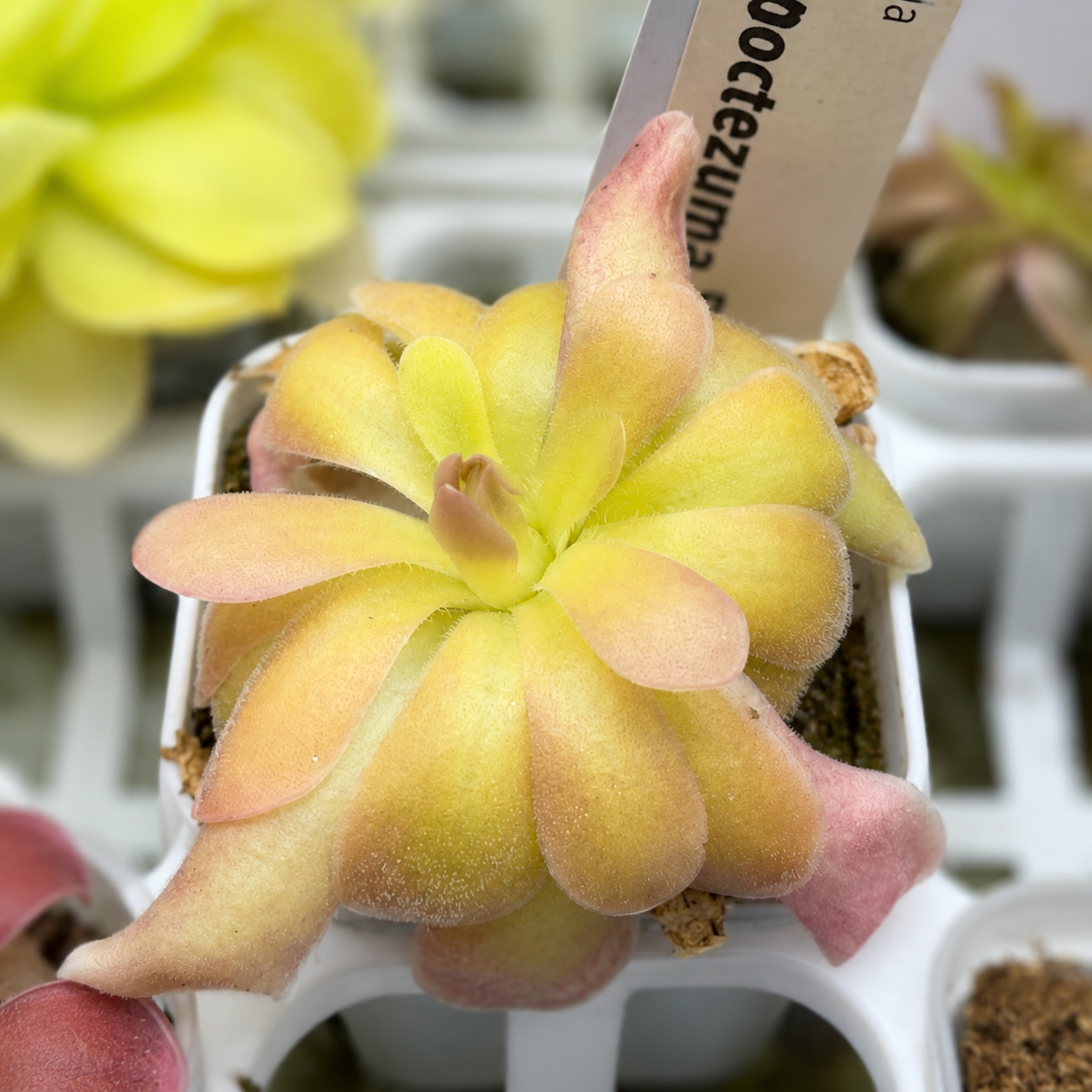 Pinguicula moctezumae x 'Sethos' (Butterwort)