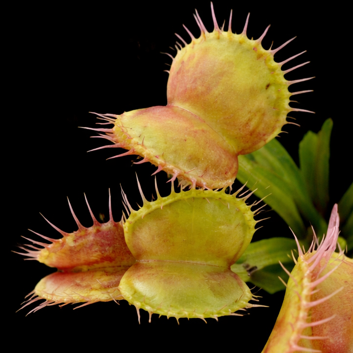 Dionaea muscipula 'Moon Trap' (Venus Flytrap)