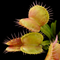 Dionaea muscipula 'Moon Trap' (Venus Flytrap)