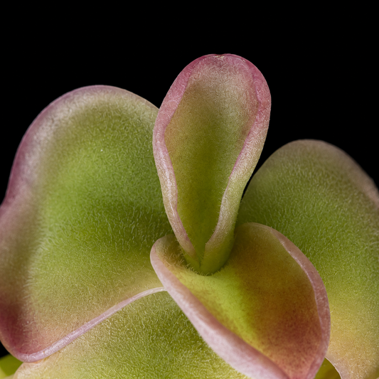 Close-up of a green and pink succulent plant on a black background