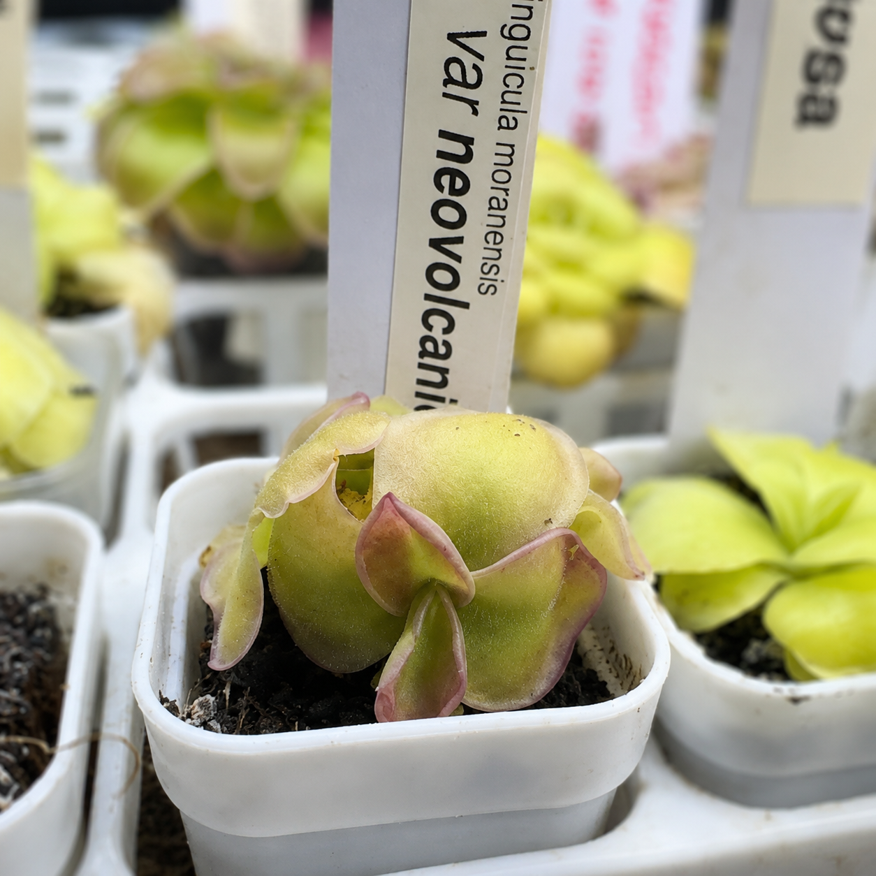 Pinguicula moranensis 'Neovolcanica' [Pico de Orizaba] (Butterwort)