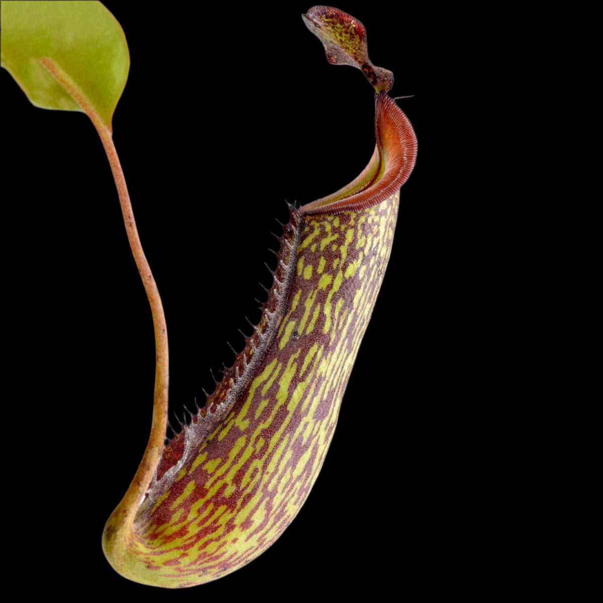 Nepenthes Gentle (fusca × maxima)