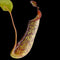 Nepenthes Gentle (fusca × maxima)