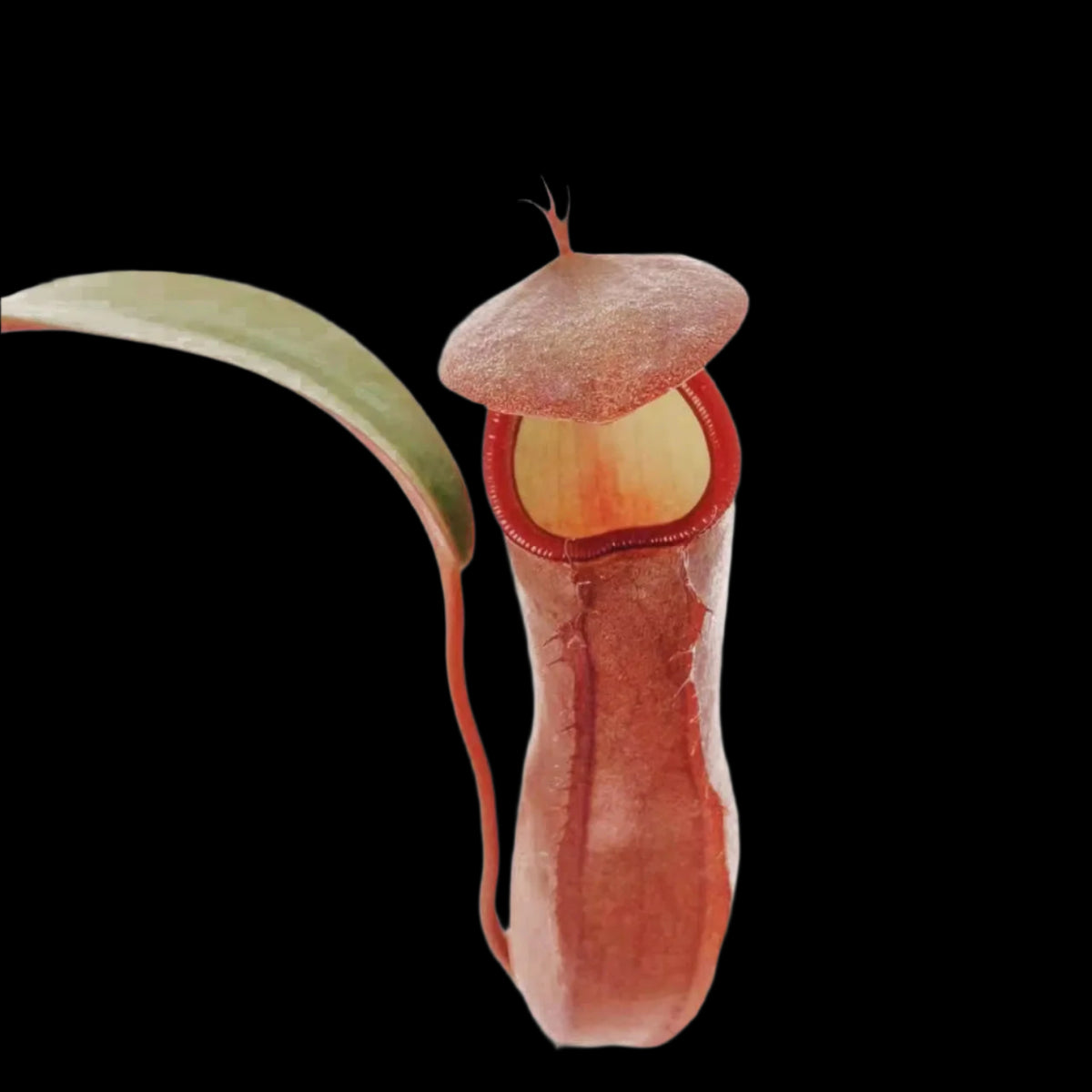 Nepenthes Rebecca Soper