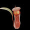 Nepenthes Rebecca Soper