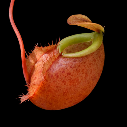 Nepenthes bellii plant with a unique shape on a black background