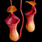 Nepenthes Briggsiana (lowii × ventricosa)