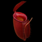 Nepenthes Diana (N. ampullaria × (N.sibuyanensis × N. ventricosa)) (Pitcher Plant)