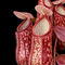 Nepenthes St Gaya (Pitcher Plant)