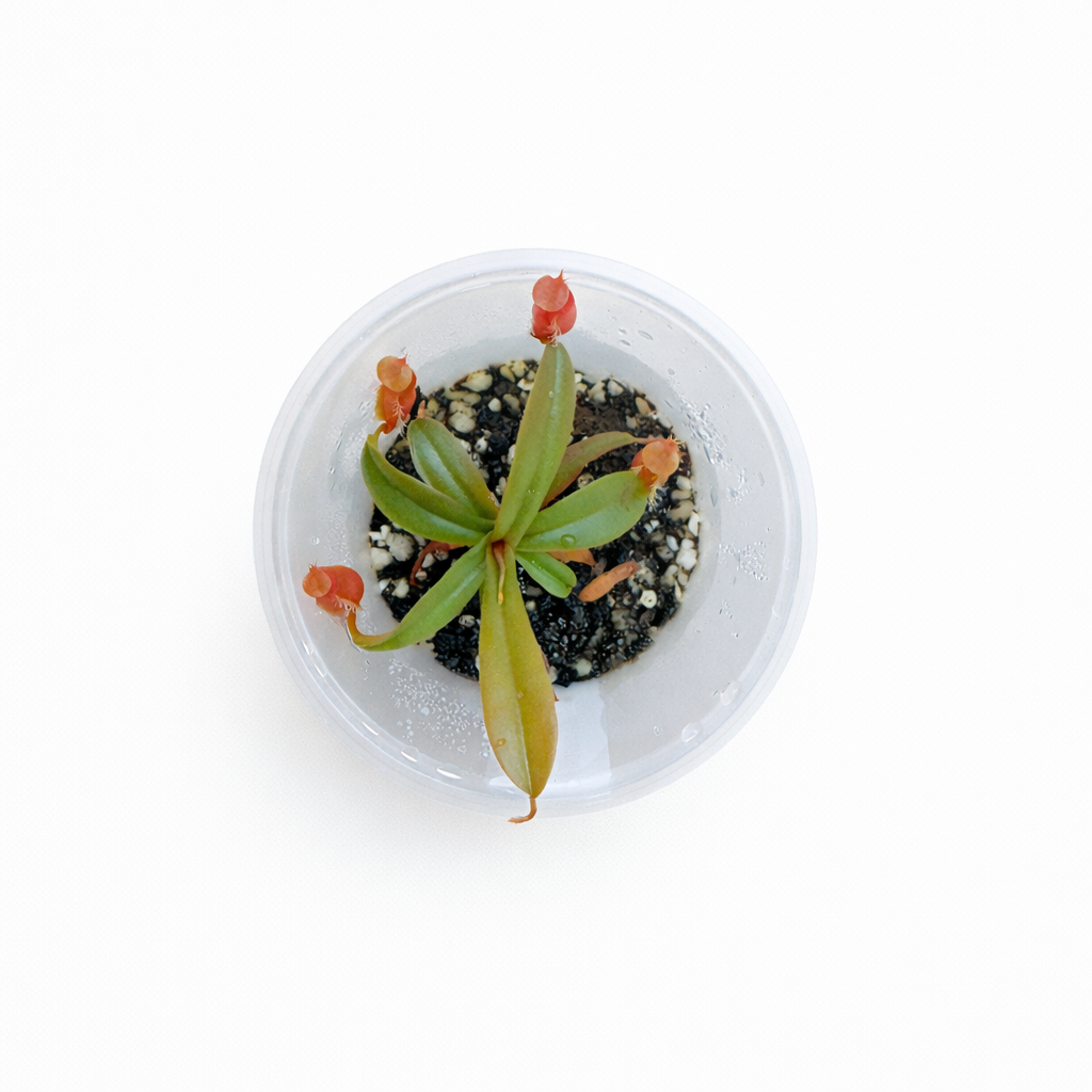 Small succulent plant in a clear plastic container on a white background