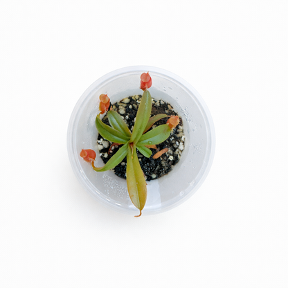 Small succulent plant in a clear plastic container on a white background