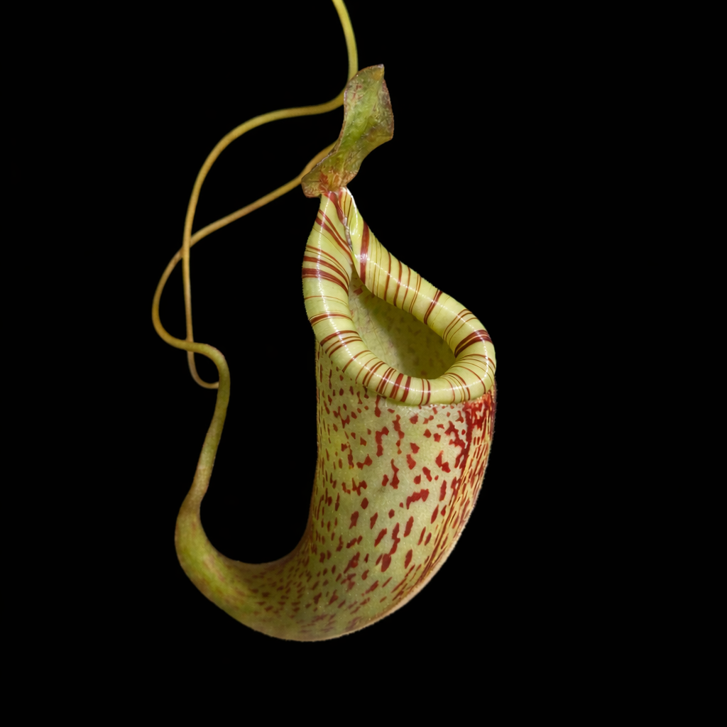 Nepenthes fusca pitcher plant on a black background