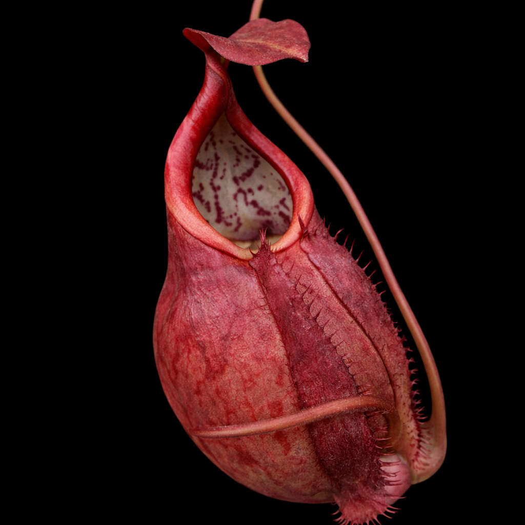 Nepenthes kampotiana