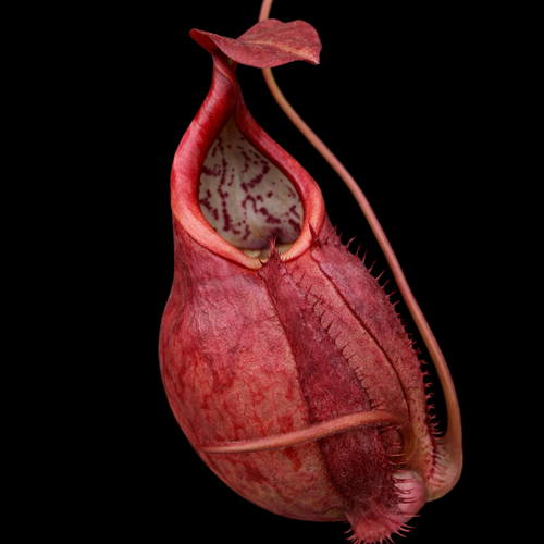Nepenthes kampotiana