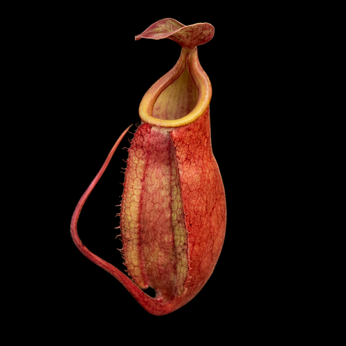 Nepenthes mirabilis × (truncata × lowii)