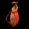 Nepenthes mirabilis × (truncata × lowii)