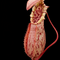 Nepenthes northiana