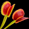 Dionaea muscipula 'Orange Fire' (Venus Flytrap)