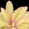 Pinguicula 'Anna' (Butterwort)