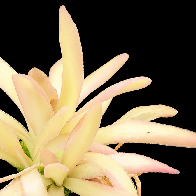Pinguicula 'Aphrodite' (Butterwort)