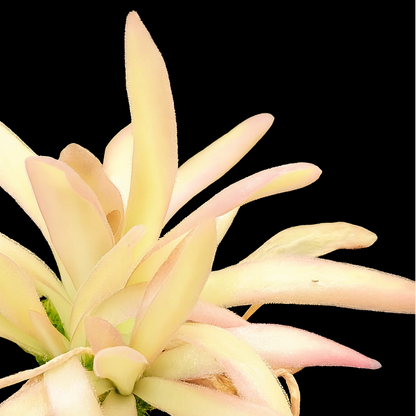 Light pink flower on a black background