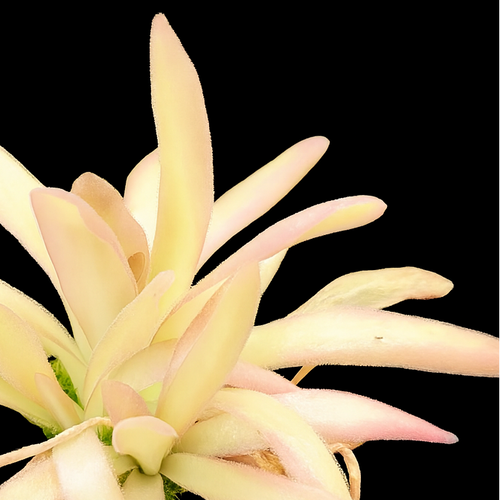 Pinguicula 'Aphrodite' (Butterwort)