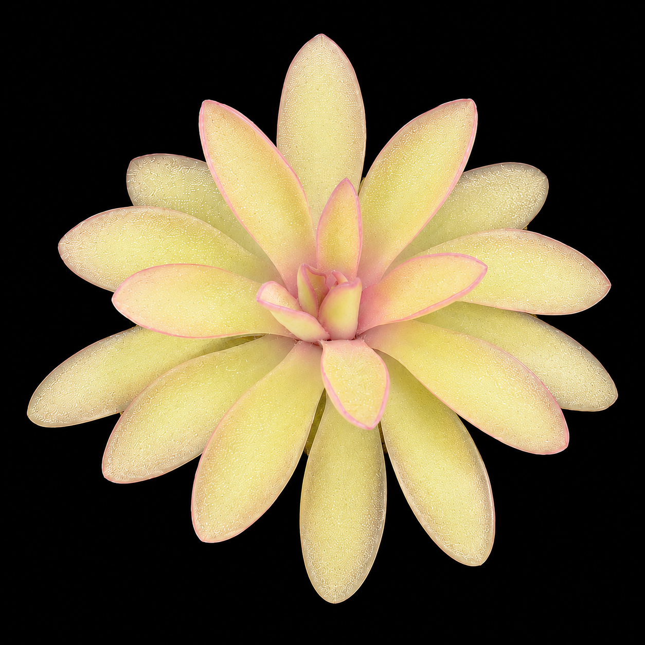 Pinguicula 'Anna' (Butterwort)