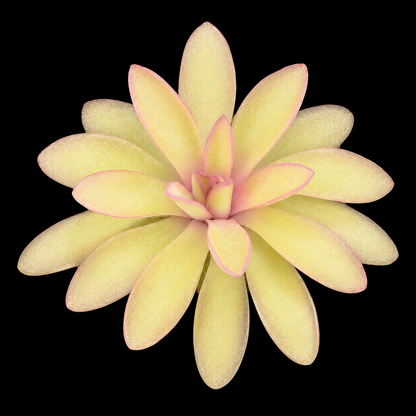 Pinguicula 'Anna' (Butterwort)