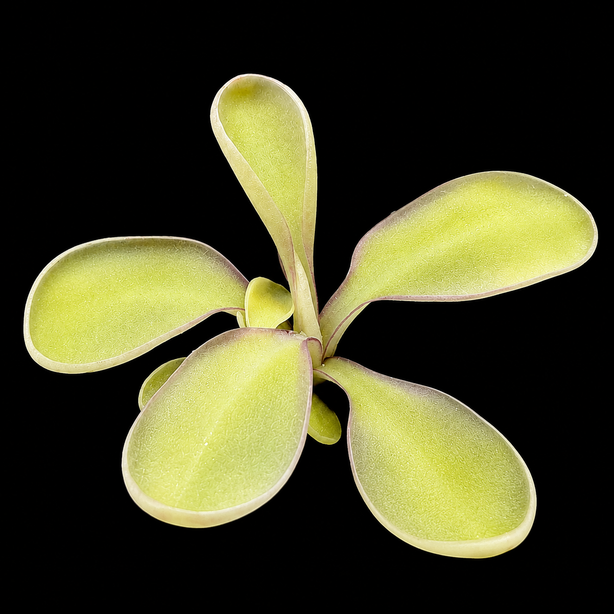 Pinguicula Pachuca (Butterwort)