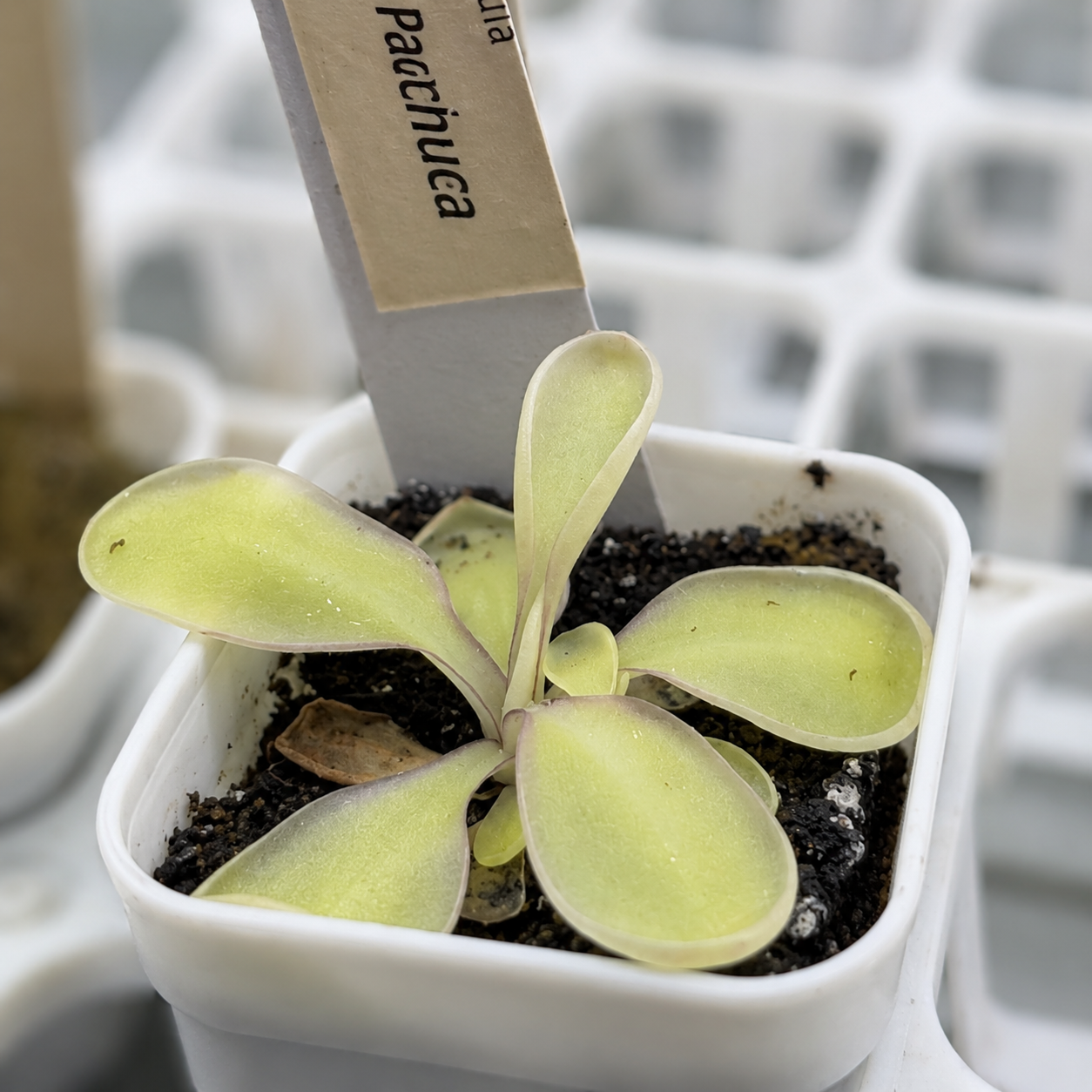 Pinguicula Pachuca (Butterwort)