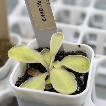 Pinguicula Pachuca (Butterwort)