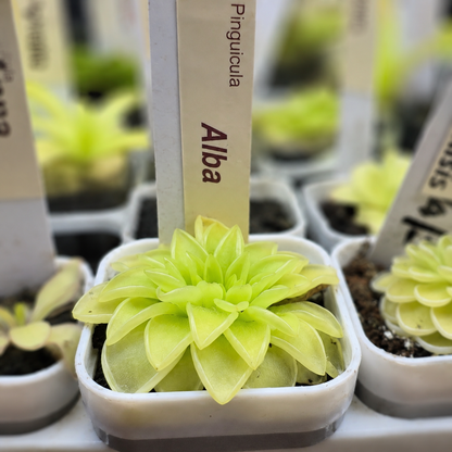 Pinguicula moranensis 'Alba' (Butterwort)