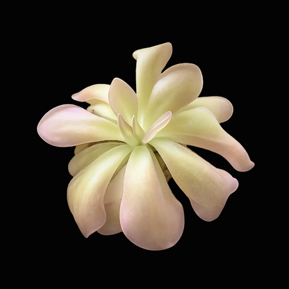 Light pink and green succulent plant on a white background