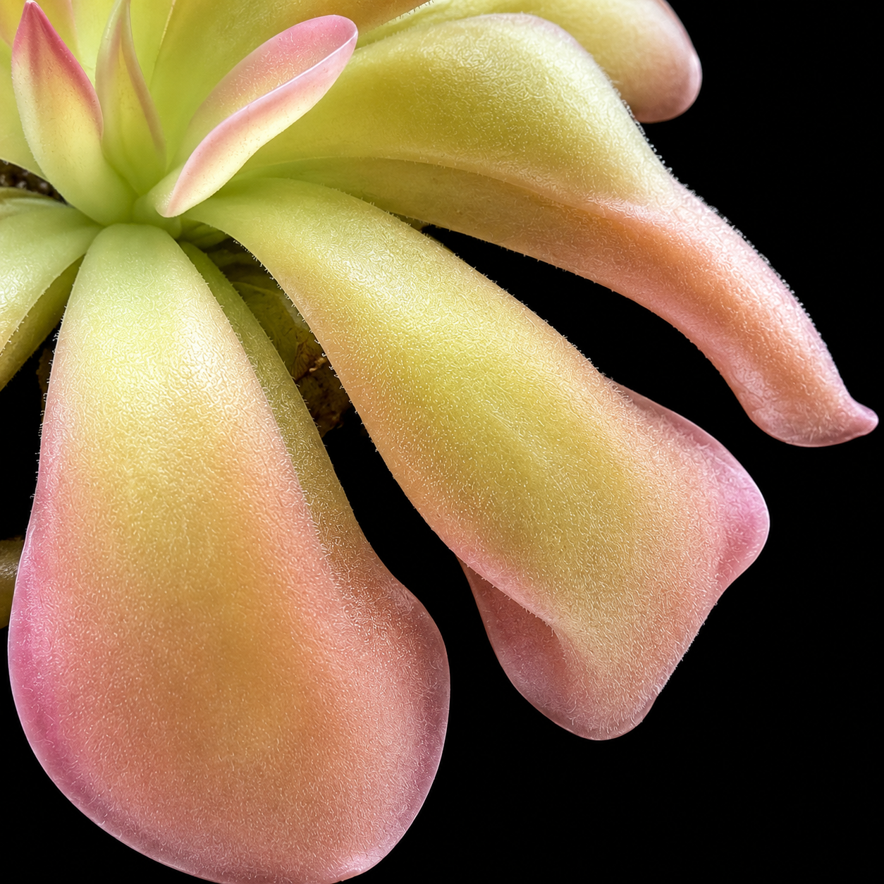 Close-up of a succulent plant with pinkish-green leaves on a black background