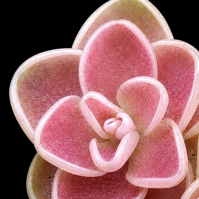 Pink succulent plant on a black background