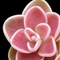 Pinguicula Yucca Do 1713 (Butterwort)