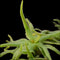 Pinguicula heterophylla