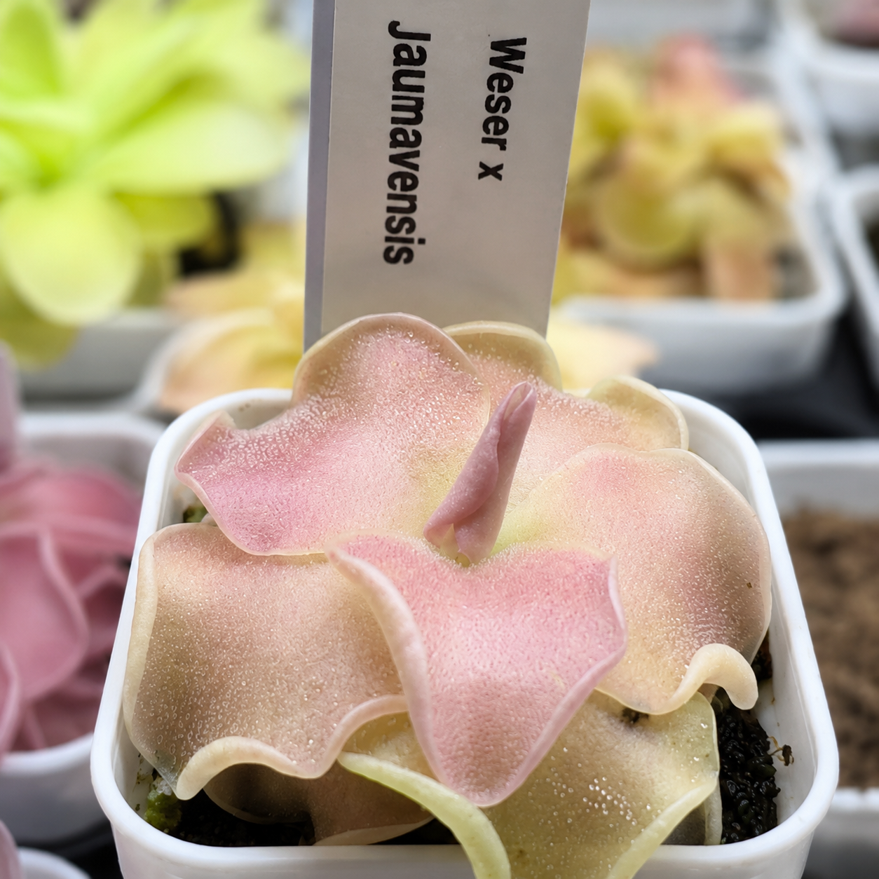 Pinguicula 'Weser' × jaumavensis (Butterwort)