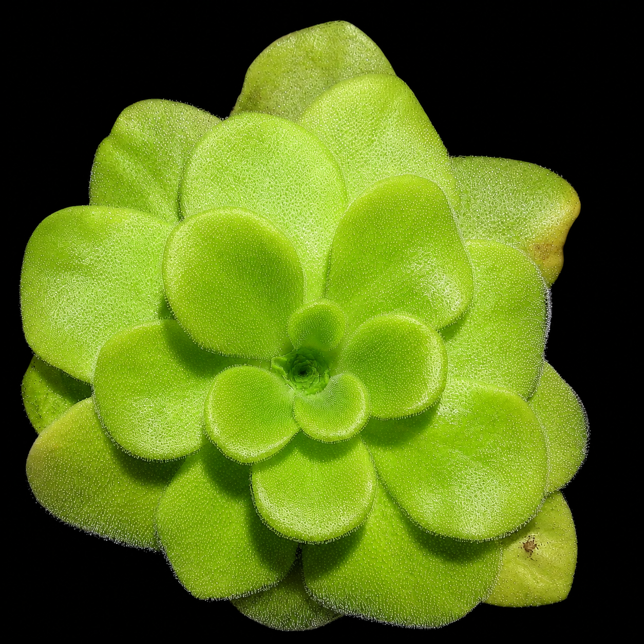 A close-up of a bright lime green succulent plant, likely a Pilea peperomioides, with fleshy, rounded leaves arranged in a rosette, set against a solid black background.