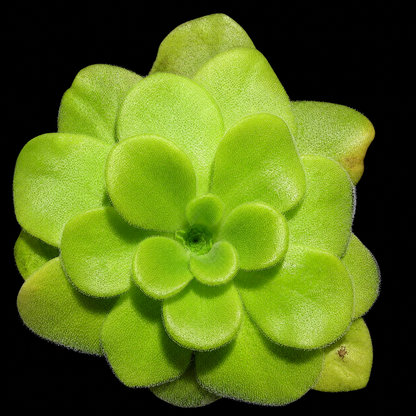 A close-up of a bright lime green succulent plant, likely a Pilea peperomioides, with fleshy, rounded leaves arranged in a rosette, set against a solid black background.