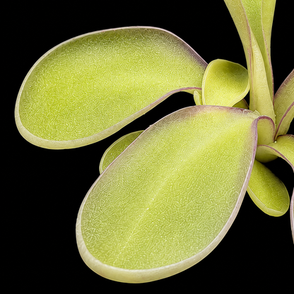 Pinguicula Pachuca (Butterwort)