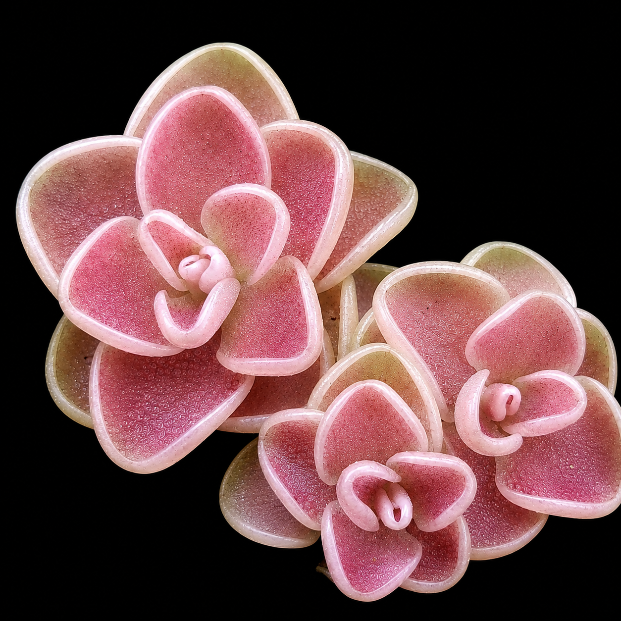 Pink succulent plant on a black background