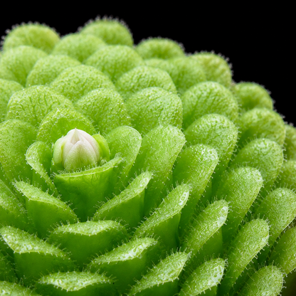 A close-up of a bright green succulent plant, likely a Kalanthe species, showing its textured, fleshy, rosette-like leaves against a solid black background.