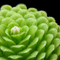 Pinguicula 'colimensis' (Butterwort)