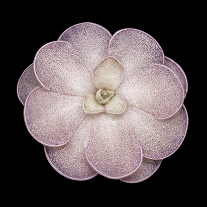 Pinguicula cyclosecta (Butterwort)
