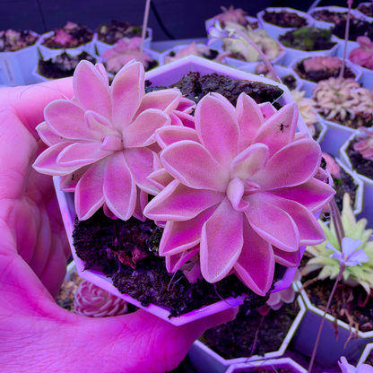 A hand holding a small hexagonal pot containing two pink-edged green succulent plants under purple grow light, with other potted succulents in the background.