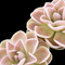 Pinguicula ehlersiae