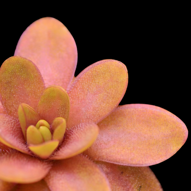 Pinguicula emarginata red x gypsicola (Butterwort)